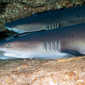 villa-bali-candidasa-diving-sharks