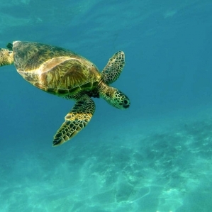 villa-bali-candidasa-diving-turtles